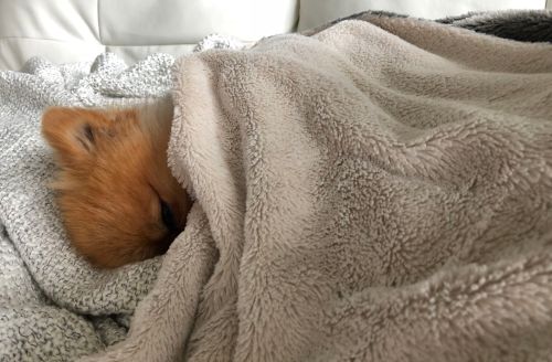 Freshpet x The DC Darlings